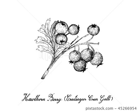 Hand Drawn of Hawthorn Berries on White Background 45266954