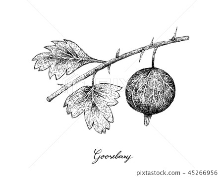 Hand Drawn of Gooseberry on White Background Hand Drawn of Gooseberry on White Background 45266956