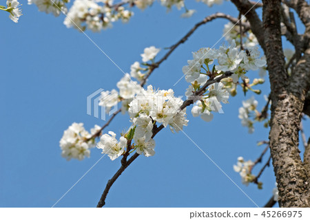 Spring Li flower Smomo (scientific name Prunus salicina) 45266975