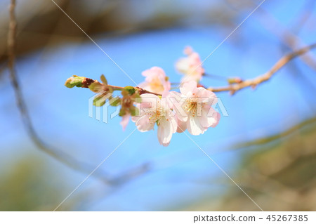 鮮花 鮮花 45267385