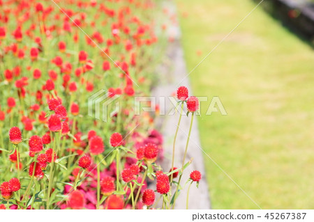 Sennichikou花 45267387