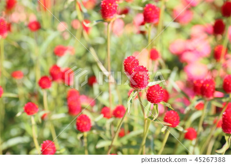 Sennichikou花 45267388