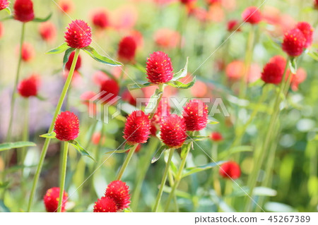 Sennichikou花 Sennichikou花 45267389