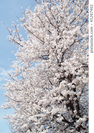Cherry tree  45267402