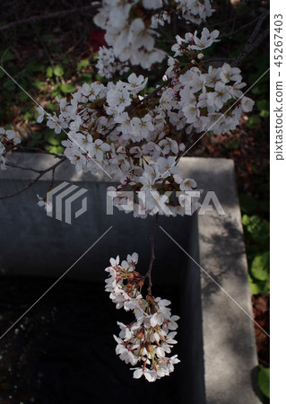 Cherry blossoms hanging down 45267403