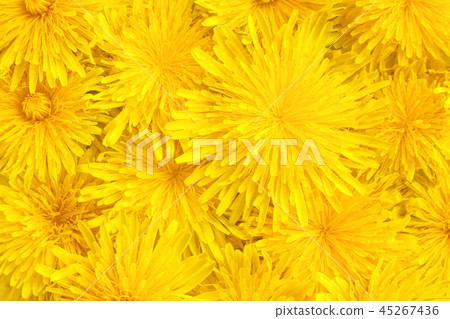 yellow dandelions closeup background texture 45267436
