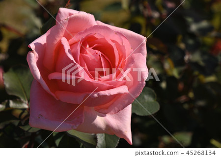 Rose (Hamamirai) 45268134