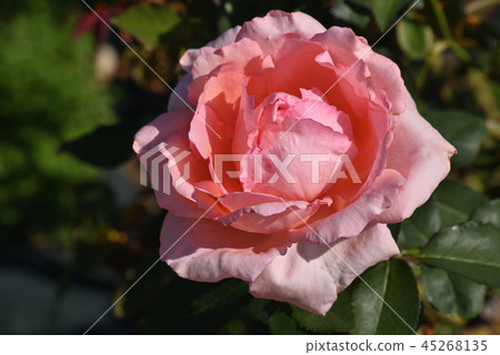 Rose (Hamamirai) 45268135
