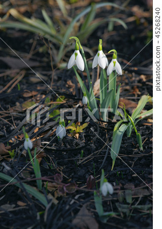 Snow Drop Snow Drop 45268240