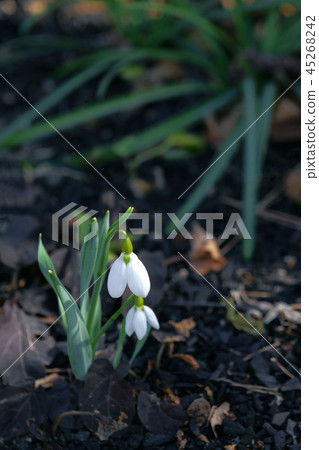 Snow Drop  45268242