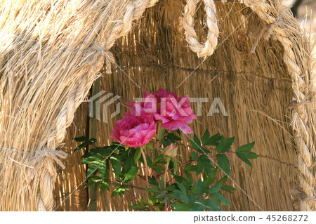 Winter Peony 45268272