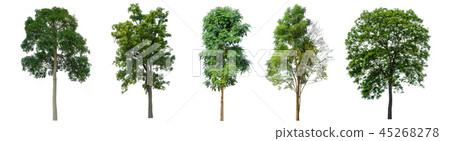 The collection of trees on white background. The collection of trees on white background. 45268278