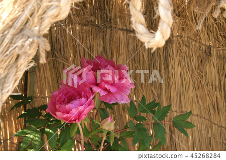 冬天牡丹 冬天牡丹 45268284