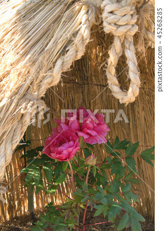 冬天牡丹 冬天牡丹 45268285