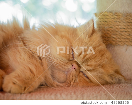 (Close Up) Cat sleeps. (Close Up) Cat sleeps. 45268366