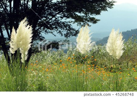 潘帕玻璃 45268748