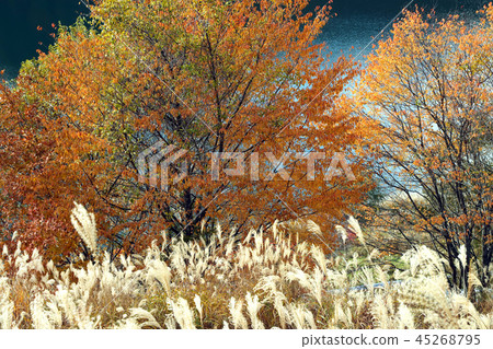 Autumn leaves on the lakeside Autumn leaves on the lakeside 45268795