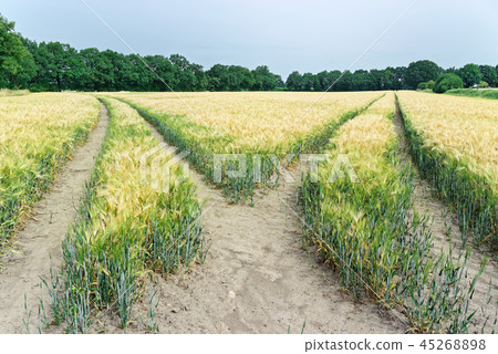 tractor tracks in the plantation of cereal plants 45268898