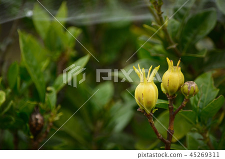 Fruit of gardenia Fruit of gardenia 45269311