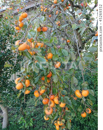 Harvest of persimmon 45269352