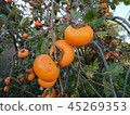 柿子 45269353