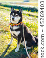 Walk with Shiba Inu 45269403