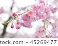 櫻桃樹 45269477