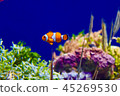 小丑anemonefish 45269530