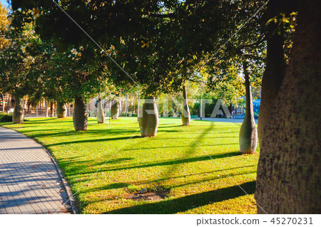 Palo Borracho tree on a green lawn Palo Borracho tree on a green lawn 45270231