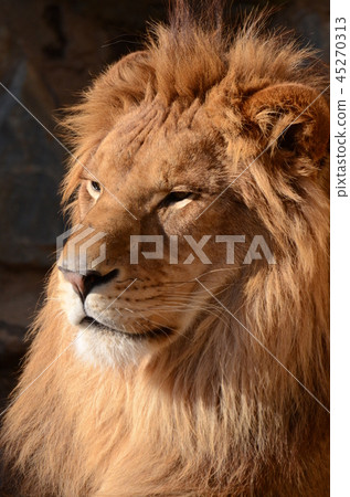 Lion 232 Lion 232 45270313