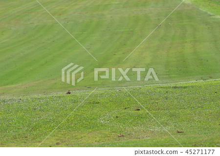 Perfect grass golf course field at hk 45271177