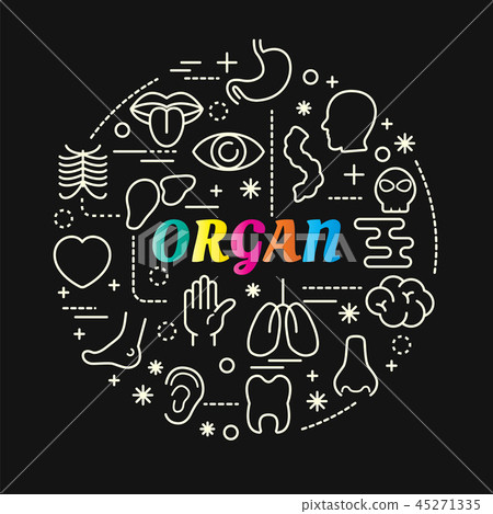 organ colorful gradient with line icons set 45271335