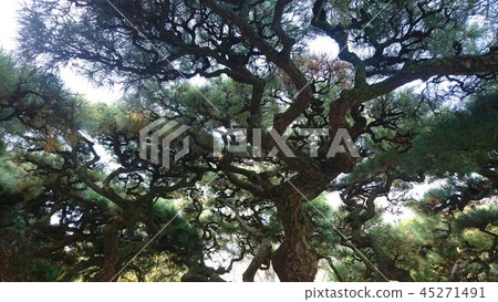 Pine branches 45271491