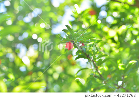 石榴花和芽 石榴花和芽 45271768