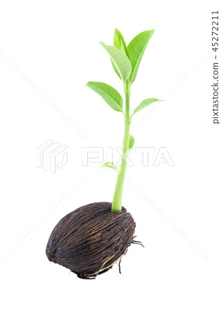 Young othalanga sprout and leaf Young othalanga sprout and leaf 45272211