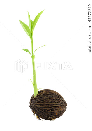 Young othalanga sprout seed and leaf Young othalanga sprout seed and leaf 45272240