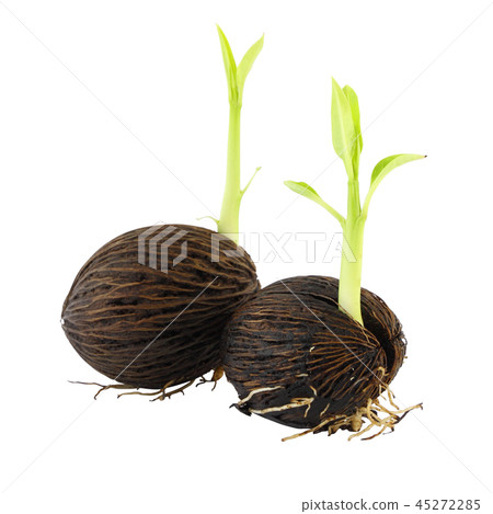 Two young othalanga sprout seed and leaf Two young othalanga sprout seed and leaf 45272285