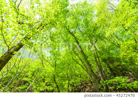 Fresh green eco image Fresh green eco image 45272470