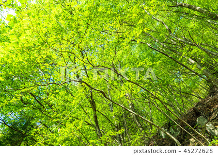 Fresh green eco image Fresh green eco image 45272628