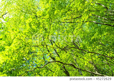 Fresh green eco image Fresh green eco image 45272629
