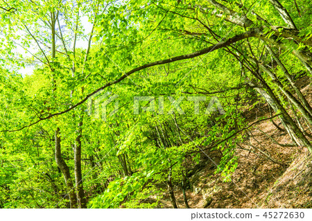  新鮮的綠色生態形象 45272630