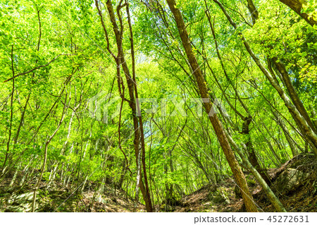  Fresh green eco image 45272631