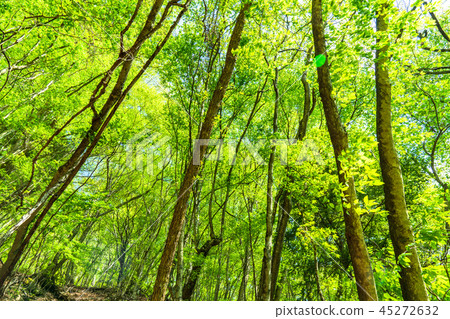 Fresh green eco image Fresh green eco image 45272632
