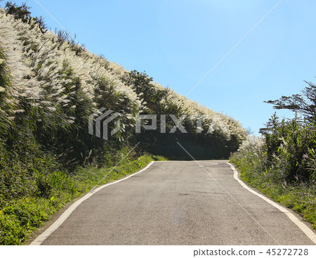 台灣,大屯山,秋芒,芒花,登山,頂峰,山路,山,天空 45272728