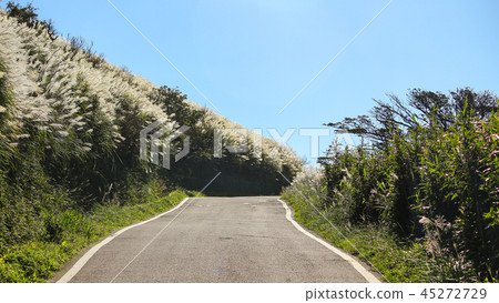 台灣,大屯山,秋芒,芒花,登山,頂峰,山路,山,天空 台灣,大屯山,秋芒,芒花,登山,頂峰,山路,山,天空 45272729