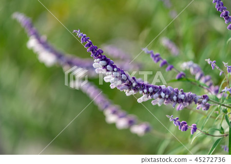 Amethyst Sage flowers 45272736