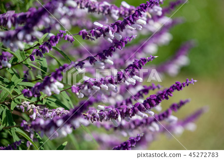 紫水晶鼠尾草花 紫水晶鼠尾草花 45272783