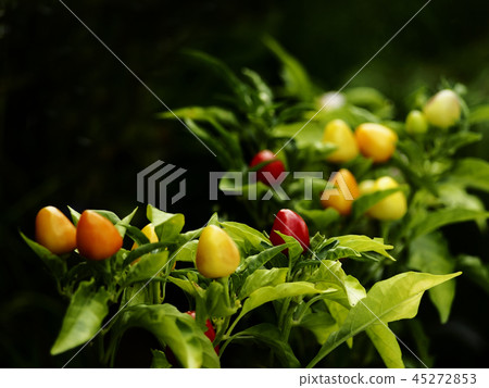 Goshiki chilies Goshiki chilies 45272853