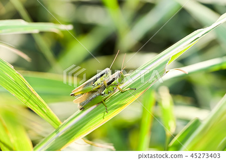 Locust locust Locust locust 45273403