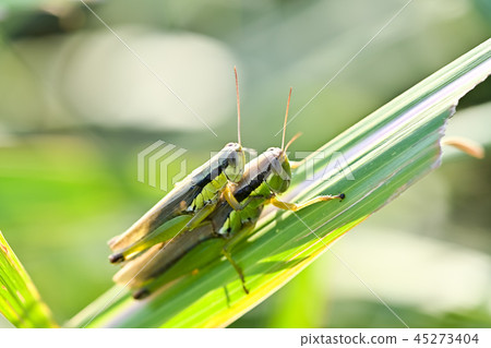 蝗蟲蝗蟲 45273404